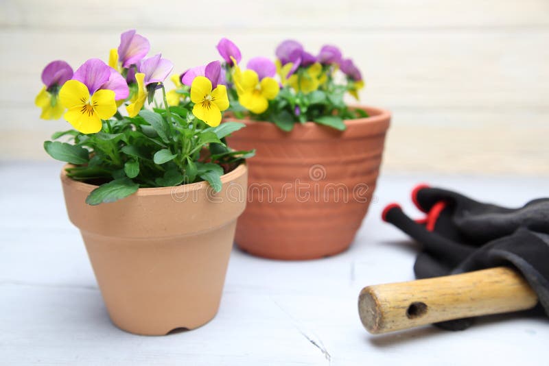 Violas w doniczce kwiatów zdjęcie stock