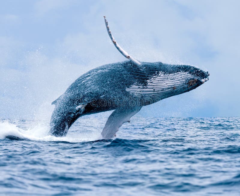 Violation de baleine de bosse photographie stock libre de droits