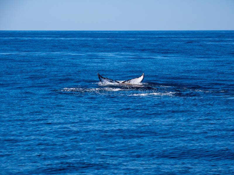 Violazione della balena, coda della megattera sull'oceano blu fotografie stock libere da diritti Violazione della balena, coda della megattera sull'oceano blu fotografie stock libere da diritti