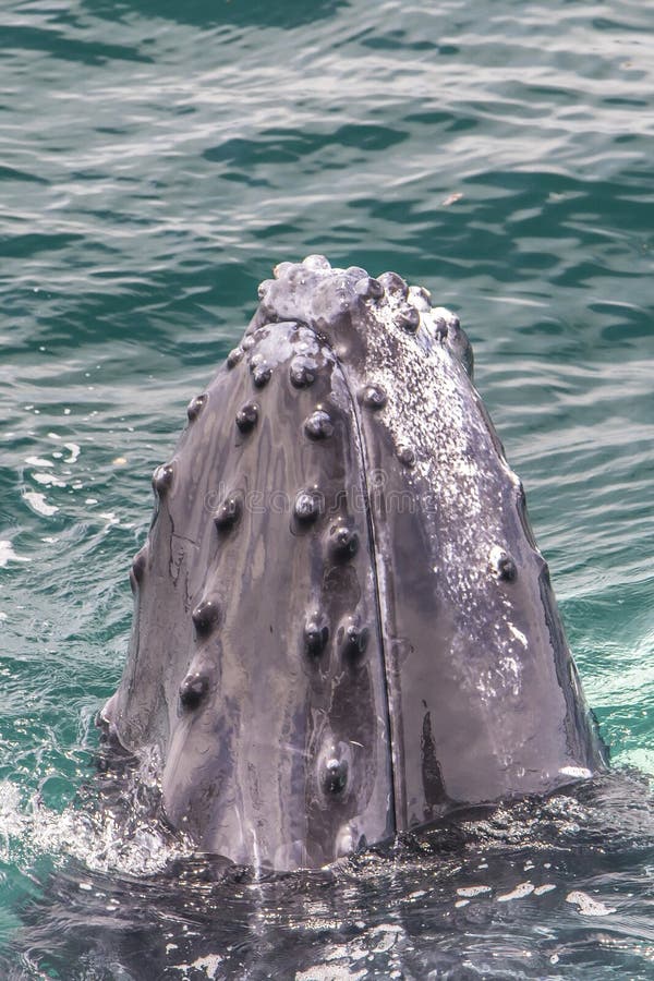 Violazione della balena di Humpback fotografia stock Violazione della balena di Humpback fotografia stock
