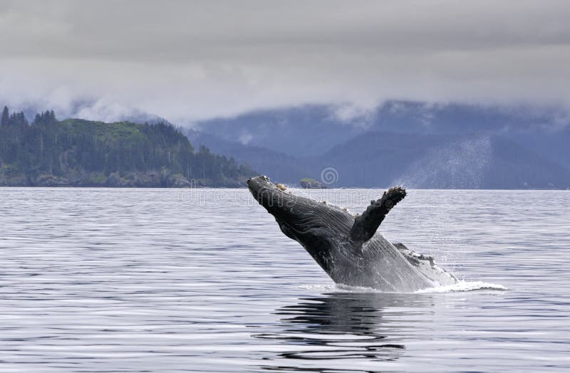 Violazione della balena nel mare d'Alasca immagini stock libere da diritti Violazione della balena nel mare d'Alasca immagini stock libere da diritti