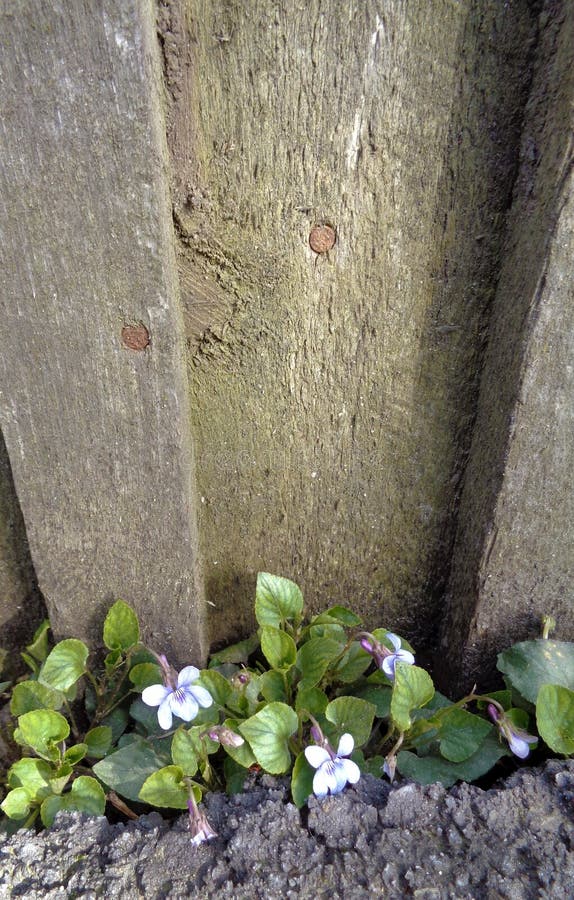 Viole selvatiche accanto al recinto di legno immagini stock libere da diritti Viole selvatiche accanto al recinto di legno immagini stock libere da diritti