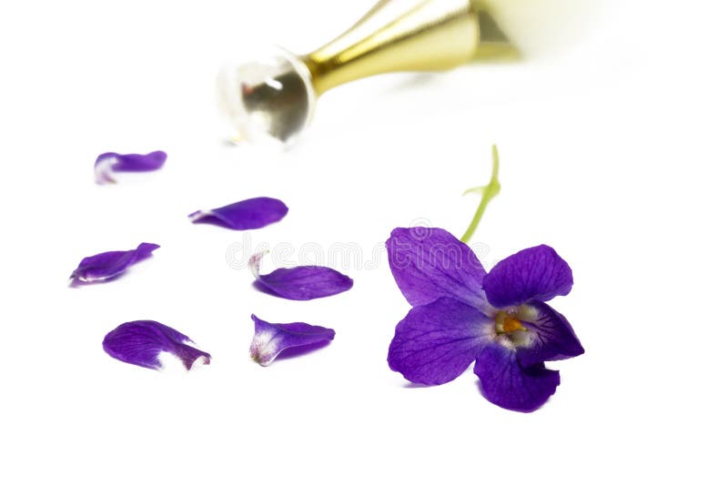 Viole viola immagine stock Viole viola immagine stock