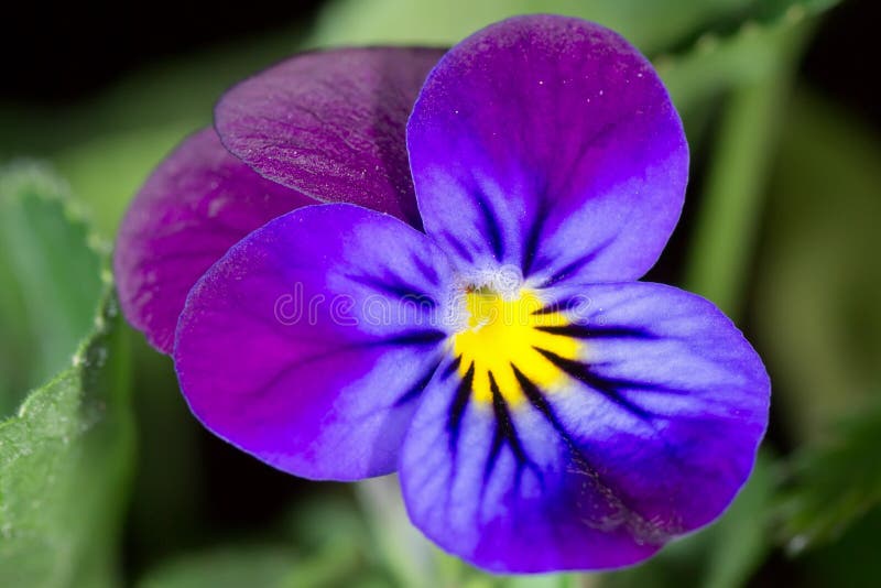 Violet royalty free stock photography