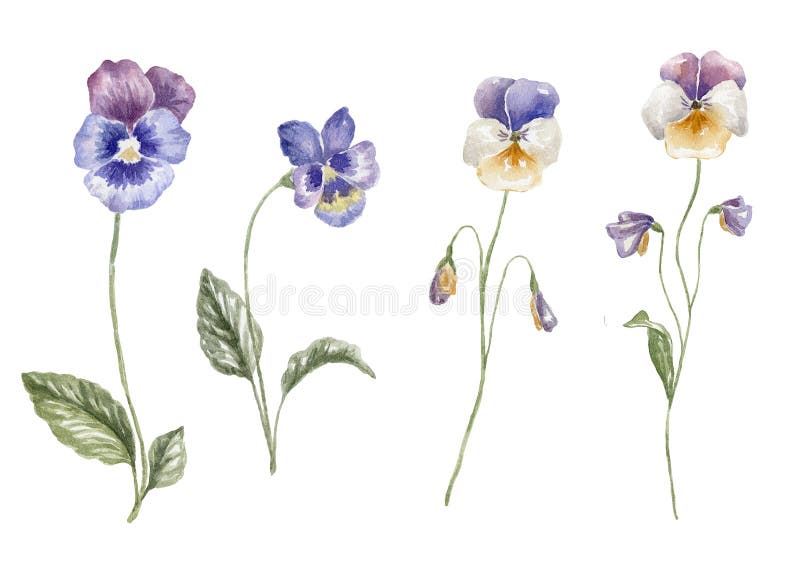 Cadre Floral Aquarelle Avec Papillon Violet