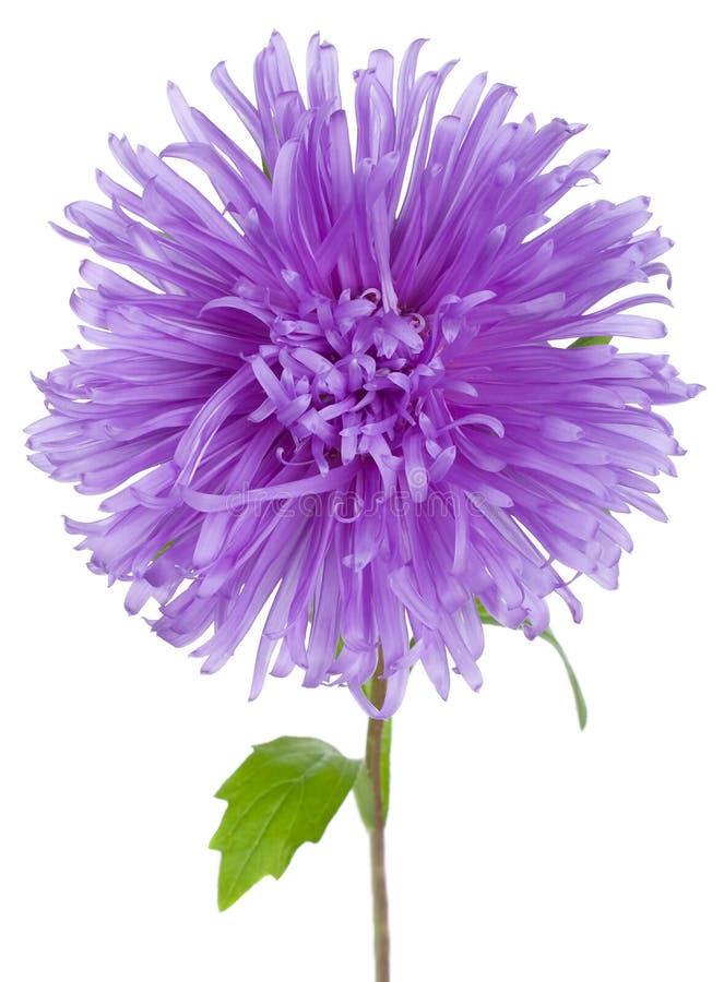 Violet aster flower