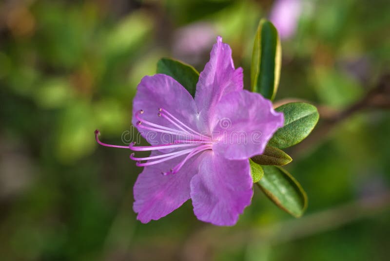 Azalea violeta imagen de archivo. Imagen de gotas, detalle - 94131269