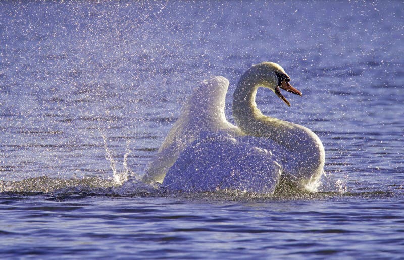Violet Bathing Swan Violet Bathing Swan