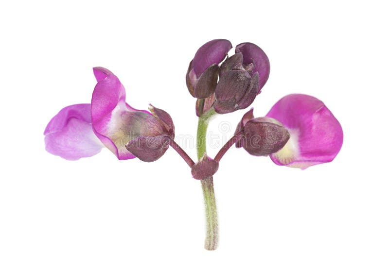 Purple bean leaf closeup isolated on white background. Purple bean leaf closeup isolated on white background