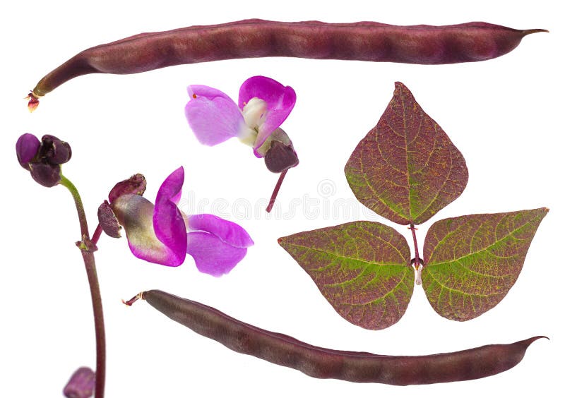 881 Kidney Bean Leaf White Stock Photos Free & RoyaltyFree Stock