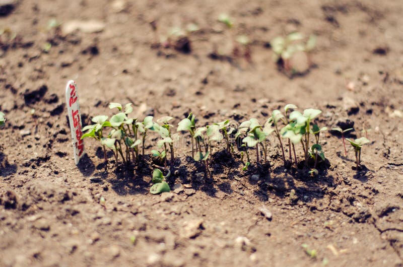 Violet broccoli sprouts