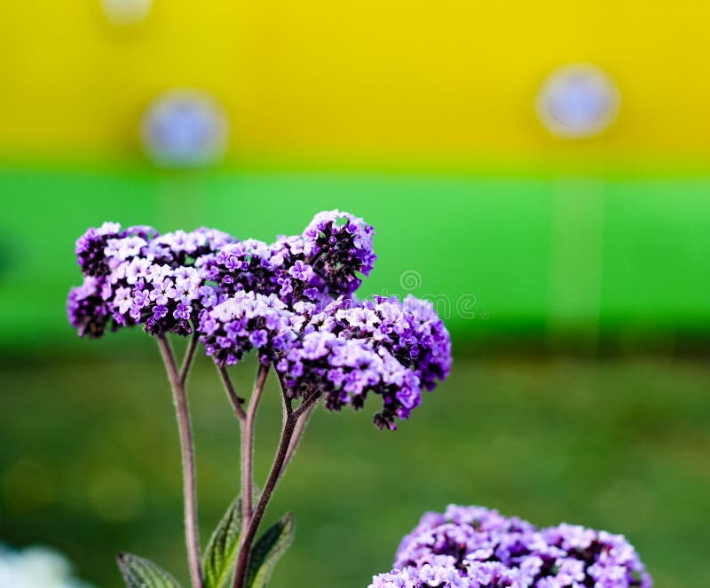 Download Violet Buddleja Or Buddleia Butterfly Bush Flower Shalow ...