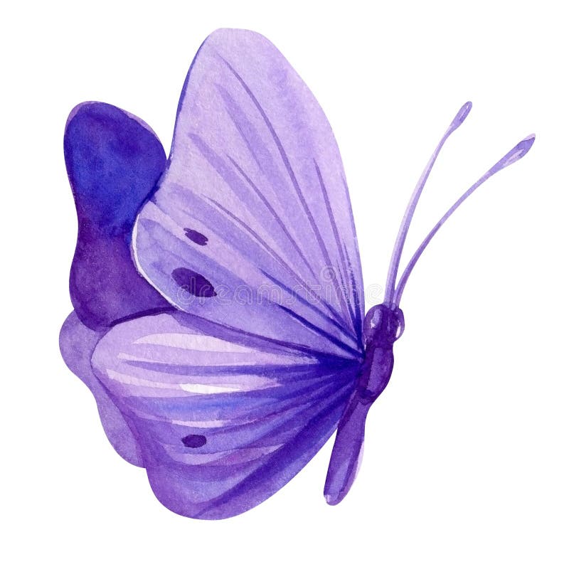 Violet Butterfly on Isolated White Background, Watercolor Illustration ...