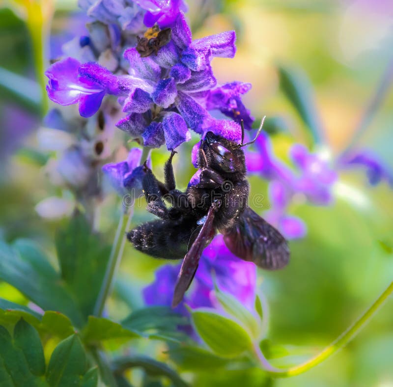 Violet Carpenter Bee Flying To a Sage Flower Stock Photo Image of blue, blossoms 232247318