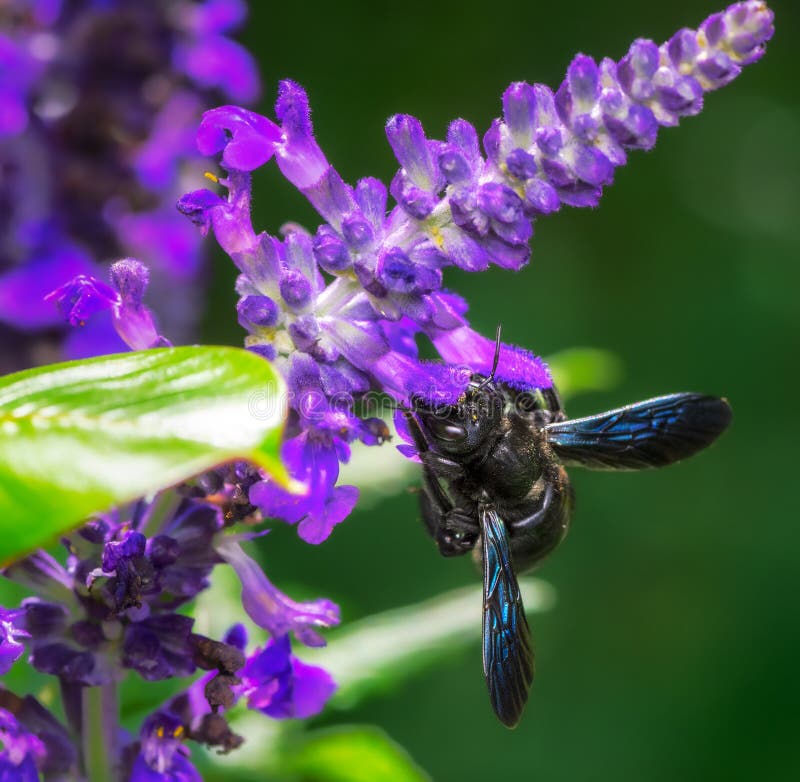 Violet Carpenter Bee Flying To a Sage Flower Stock Photo Image of