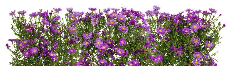 Violet chrysanthemums isolated line royalty free stock photos