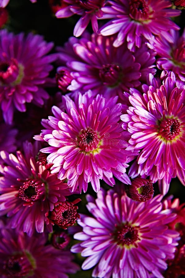 Chrysanthemums Pottet Stock Photos Free & RoyaltyFree Stock Photos