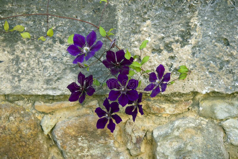 The violet clematises at the stone wall