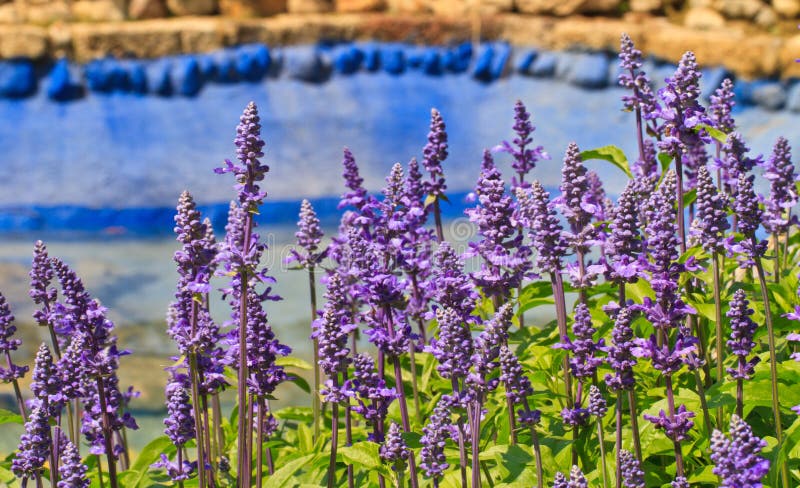 Violet colour flower stock image. Image of beautiful - 33456893