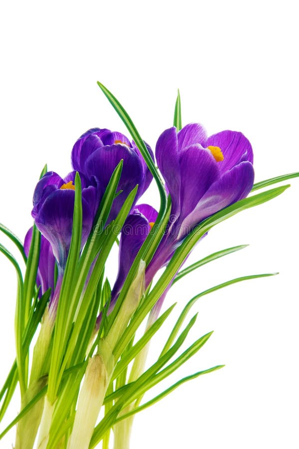 Spring Flowers, Crocus, Isolated on White Stock Photo - Image of ...