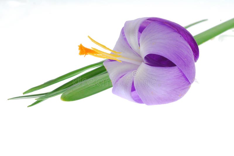 Violet Crocus Flowers Mountains Landscape Stock Photo Image of