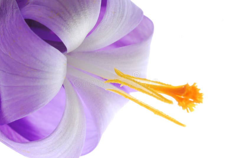 Violet Crocus Flowers Mountains Landscape Stock Photo Image of