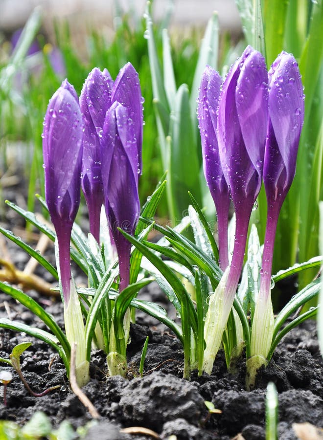 Violet crocus flowers stock photo. Image of closeup, blossom 28663728