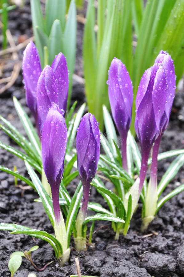 Violet Crocus Flowers in Soil Stock Photo Image of ground, water
