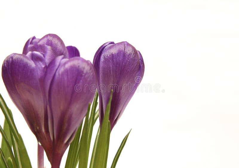 Violet crocuses