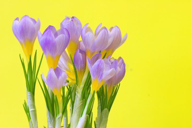 Violet crocuses