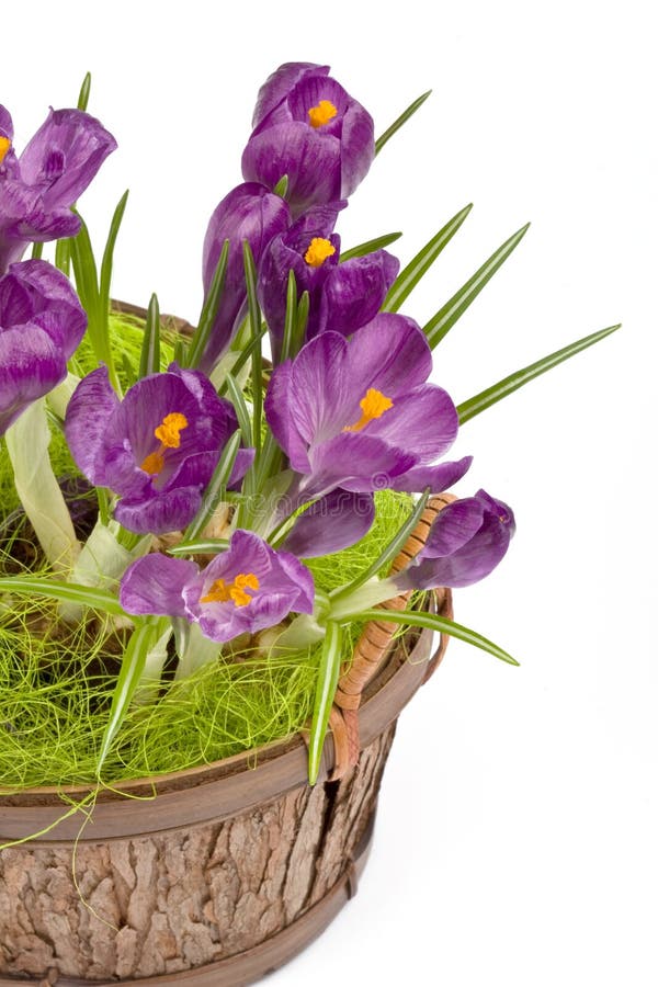 Violet crocuses in a pot