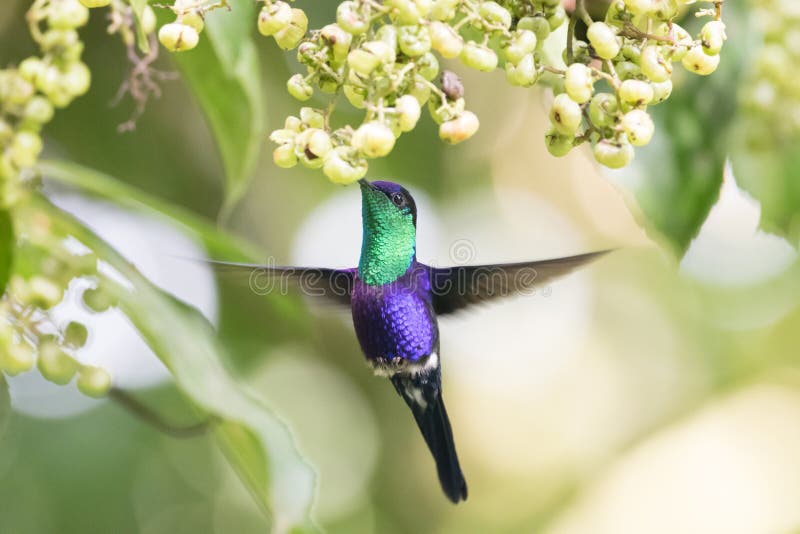 Violet-crowned Woodnymph Thalurania colombica colombica