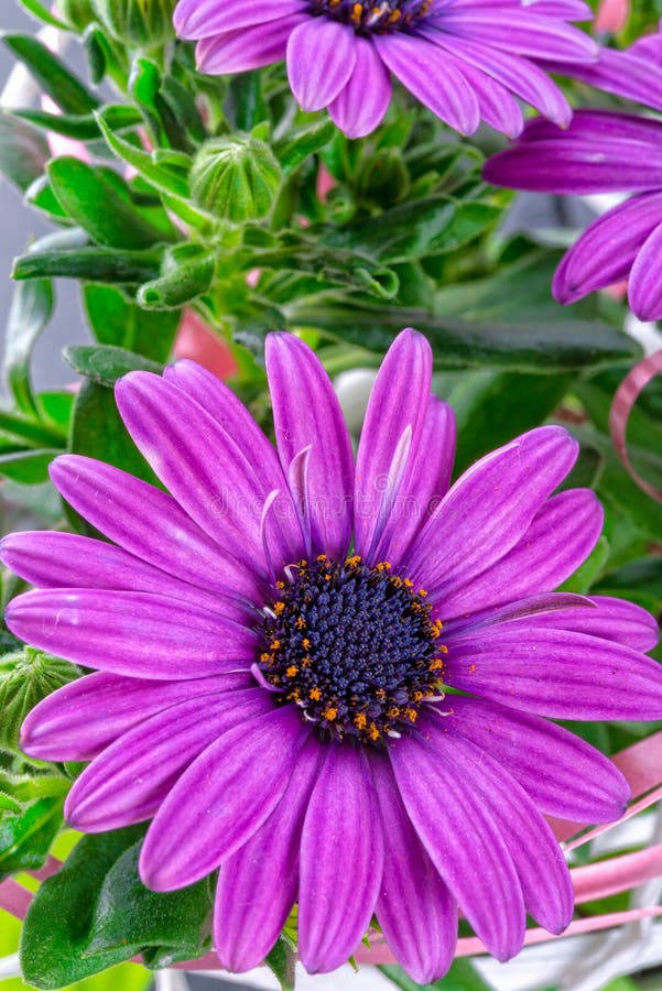 Violet daisies stock photo. Image of macro, nature, greeting 39915906