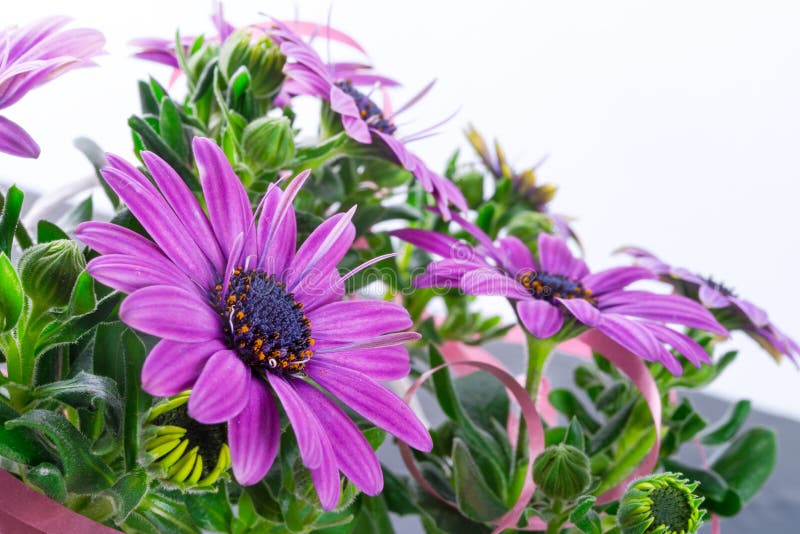 Violet daisies stock photo. Image of flowers, element 39928176