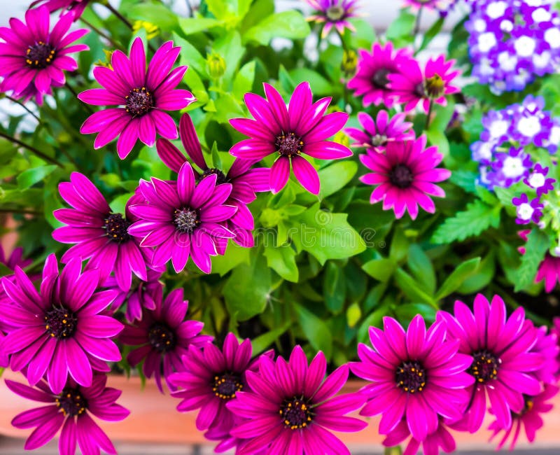 Violet daisy stock image. Image of daisy, beautiful, flower 42643891