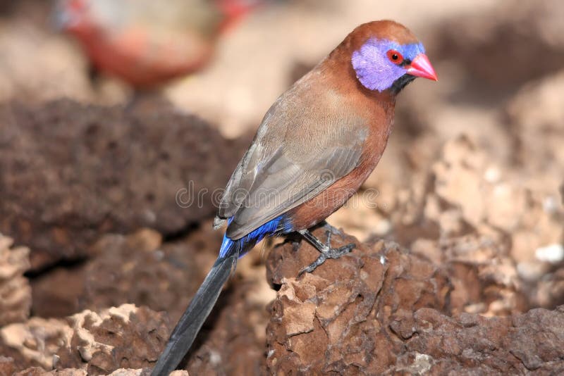 Violet-Eared Waxbill Bird