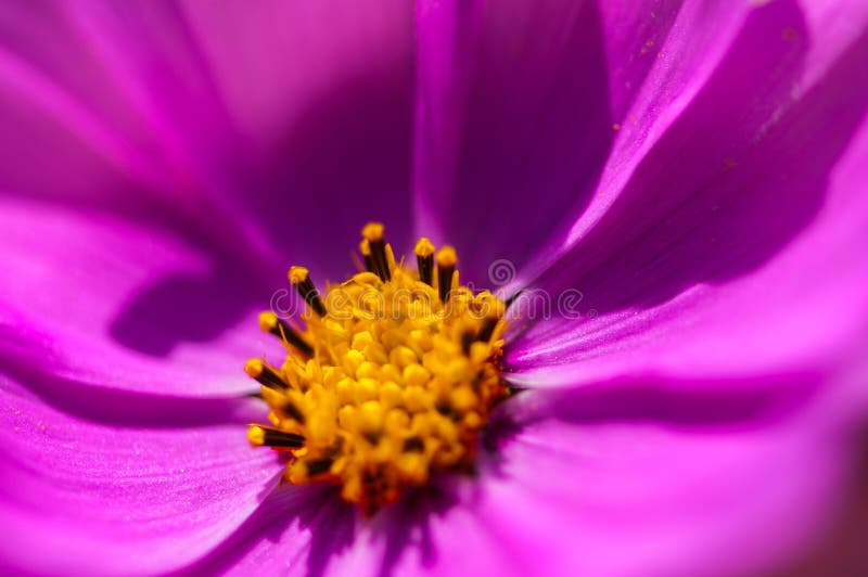 Púrpura floreciente flor mazo.