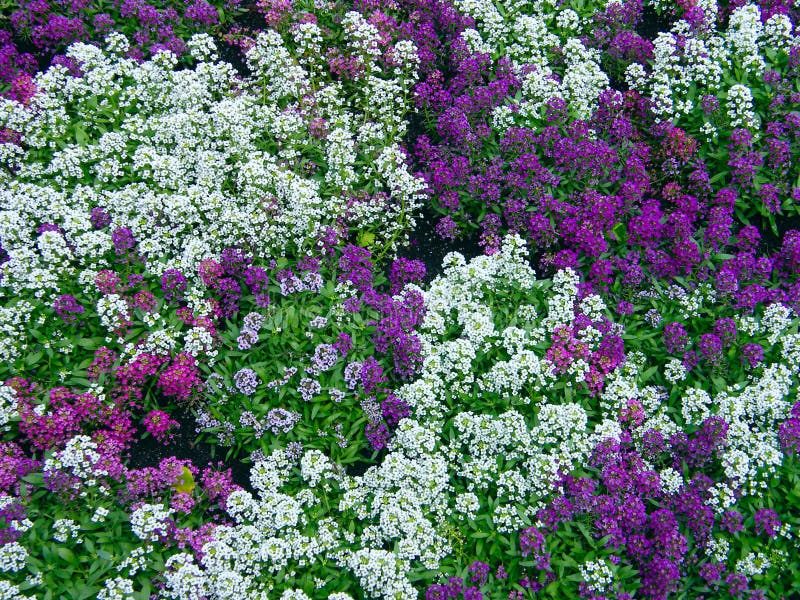 Violet flower stock image. Image of season, multi, plant - 20082999