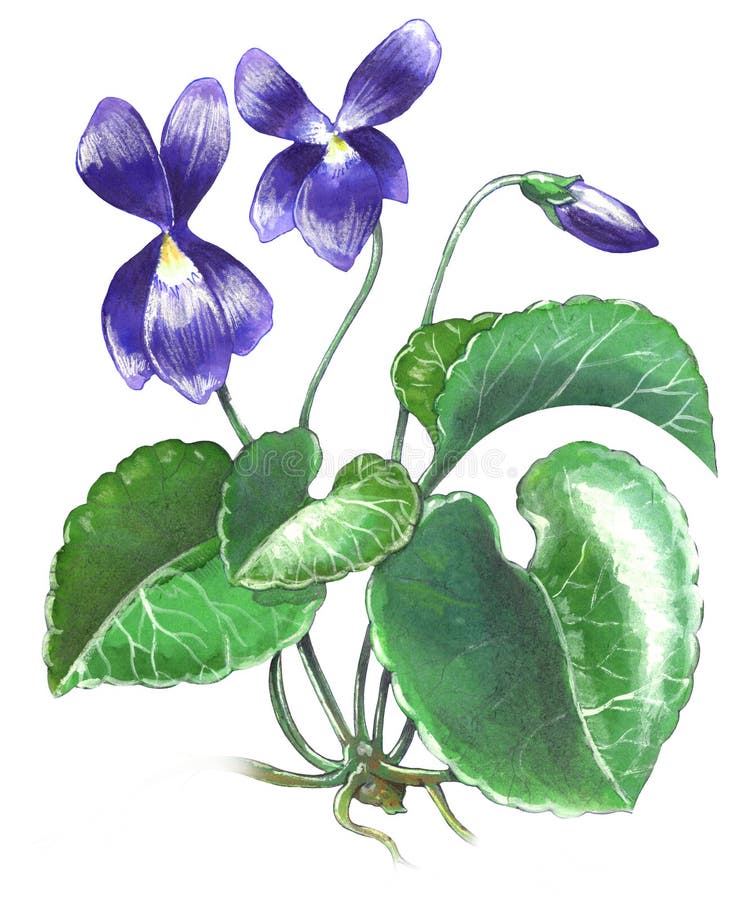 Violet flower stock illustration. Illustration of plantings - 5367057