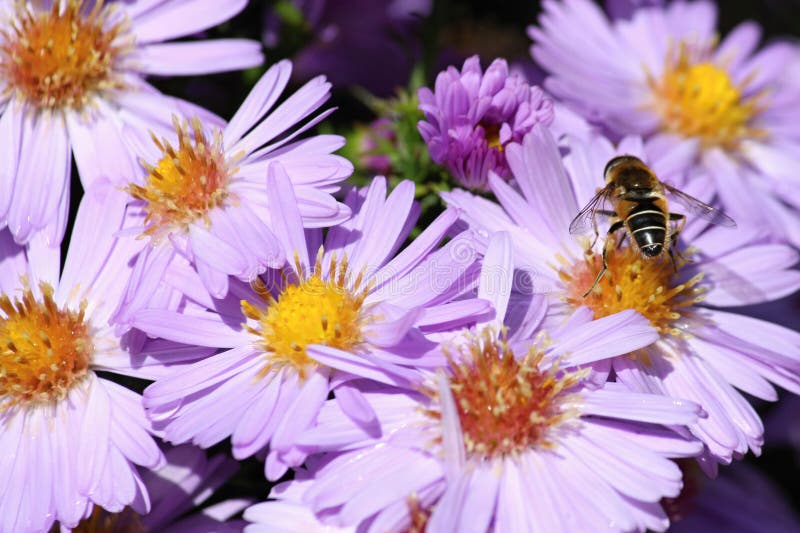 Violet Flower Aster Alpinus mit einer Biene, Tschechische Republik, Europa lizenzfreies stockbild Violet Flower Aster Alpinus mit einer Biene, Tschechische Republik, Europa lizenzfreies stockbild