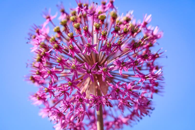 Purple flower on a blue sky background. Beauty purple texture and awesome floral composition. Close up of Persian onion. Best floral picture for covers, banners, posters and other projects. Decorative floral picture. Purple flower on a blue sky background. Beauty purple texture and awesome floral composition. Close up of Persian onion. Best floral picture for covers, banners, posters and other projects. Decorative floral picture.