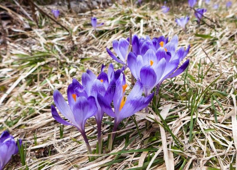 Violet flower crocus stock photo. Image of slovakia 78424380