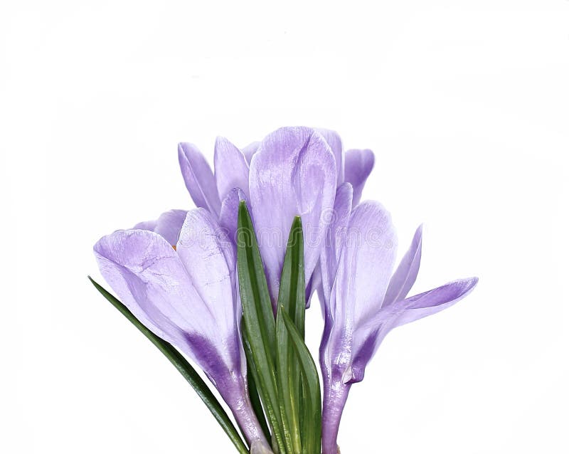 Violet Flower of Crocus Isolated Stock Image Image of leaf, flower
