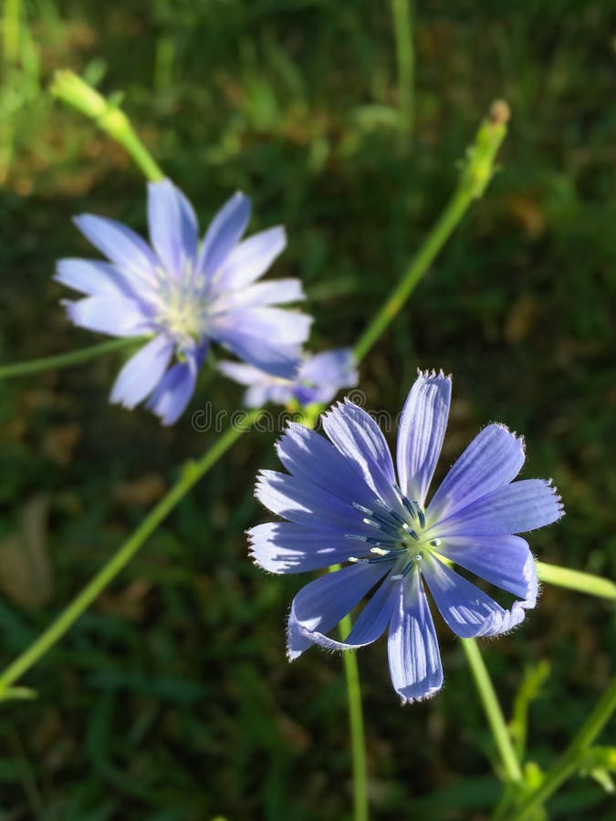 Violet flower in the field stock image. Image of environment 68987481