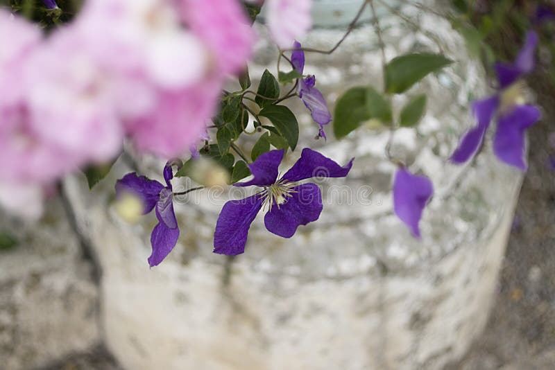 Violet flower and grey wall. stock photos