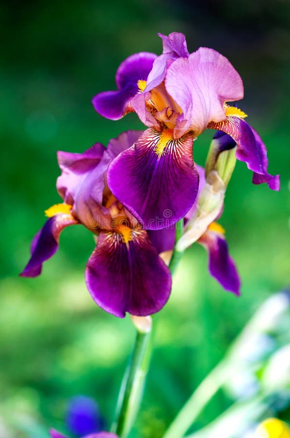Purple iris stock photo. Image of flora, beauty, bright 20190692