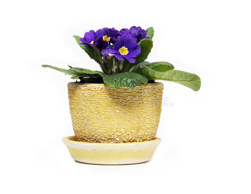 14,797 Single Flower Pot Stock Photos Free & RoyaltyFree Stock
