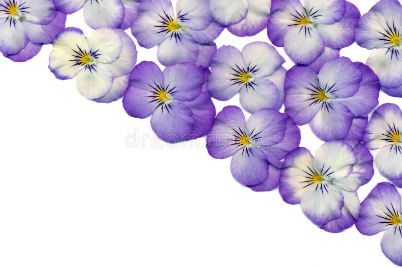 Violet flowers