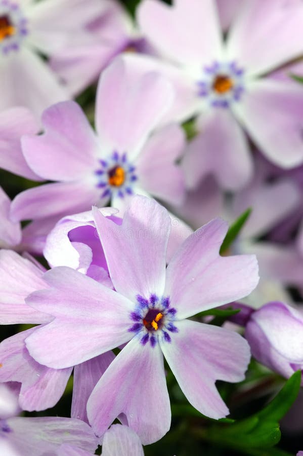 Violet flowers