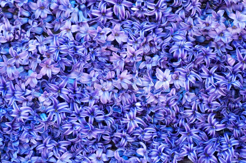 Violet flowers stock images